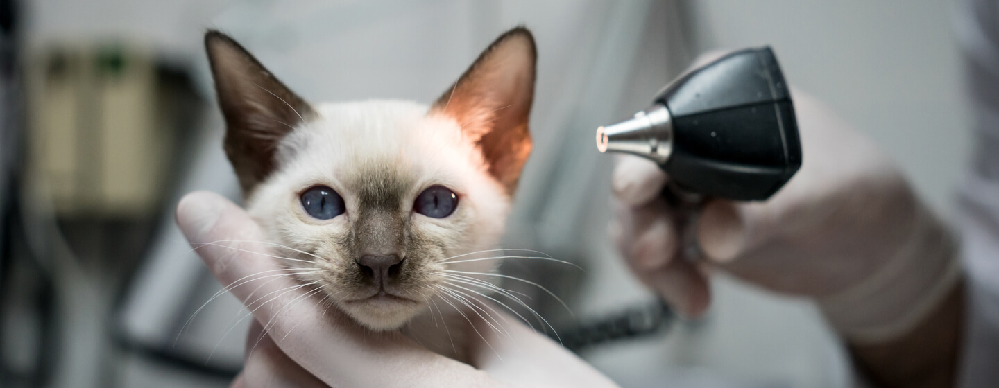 Otodectes cynotis clearance treatment cats